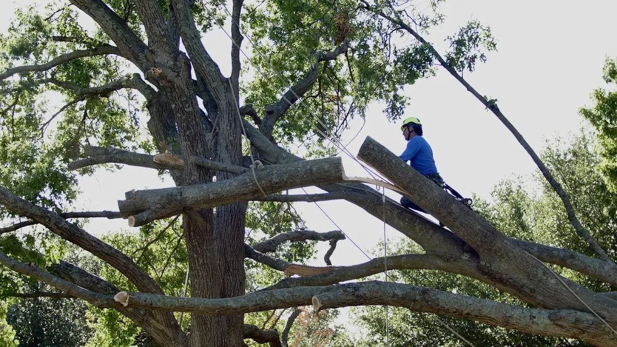 Professional Crown Thinning performed by certified arborists in Bays