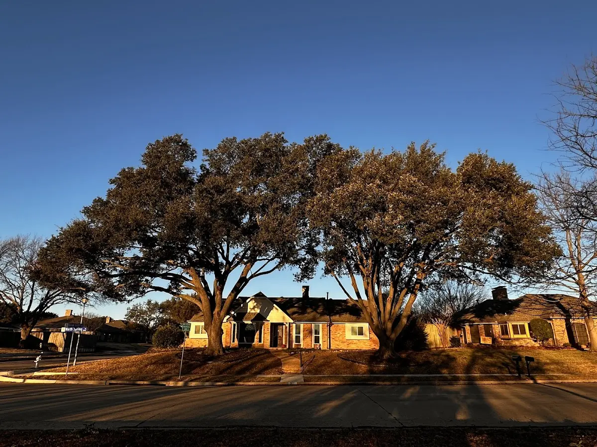 Established residential canopy tree shading a home in Bays